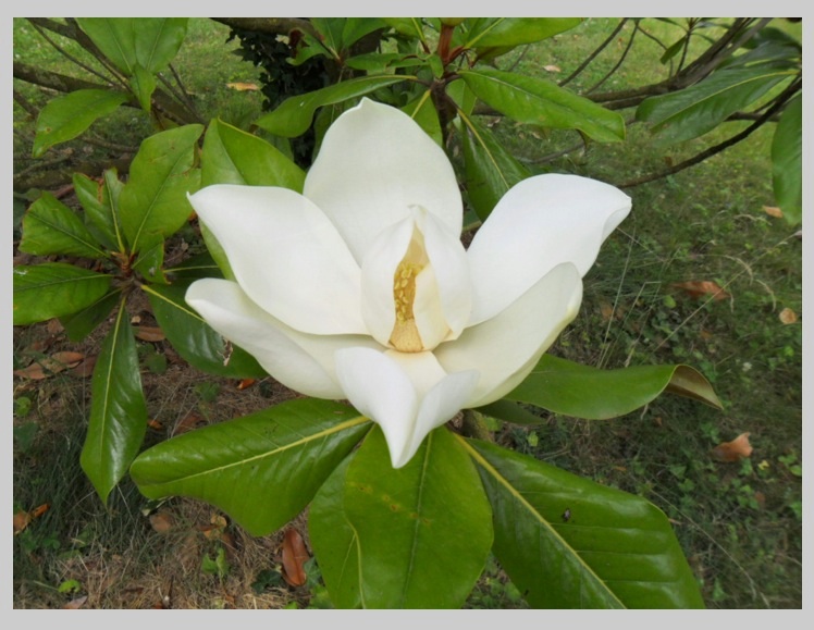 Magnolia 4
