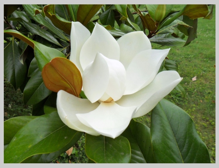 Magnolia 5