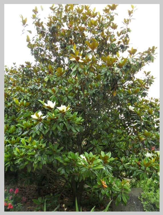 Magnolia 6