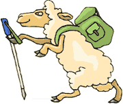 mouton marcheur