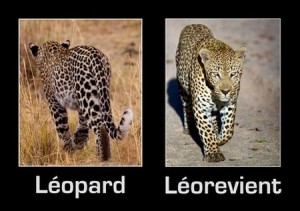 Humour léopard
