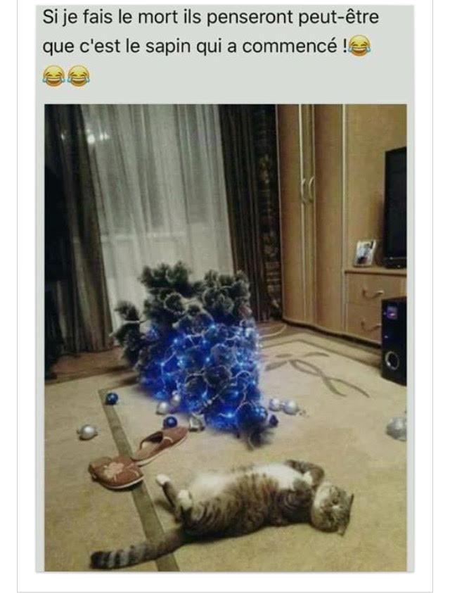 humour-chat-sapin-tombe