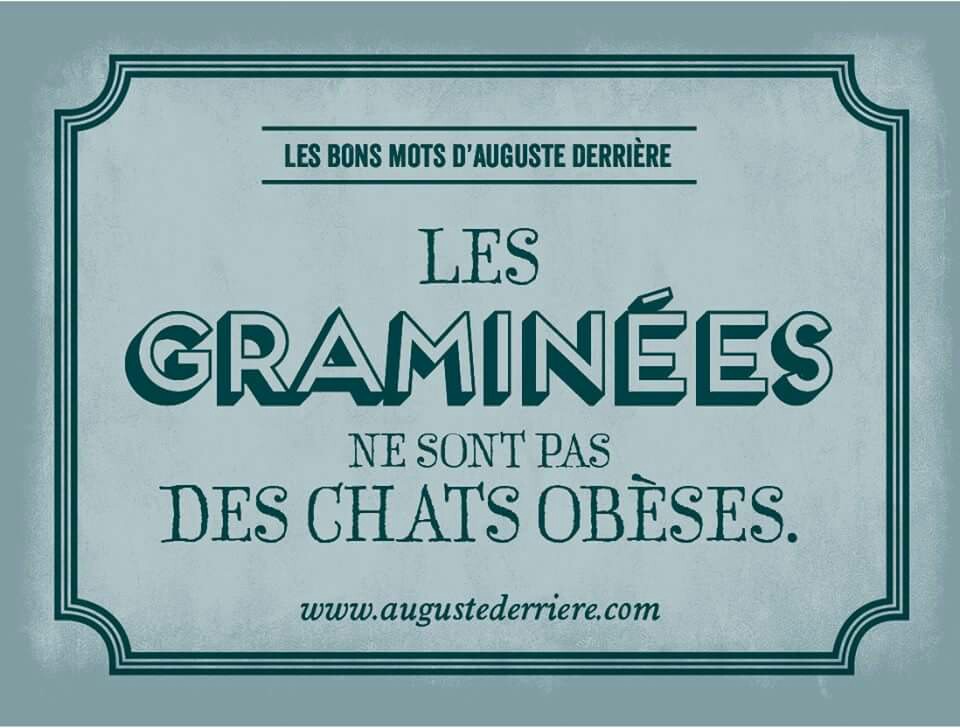 Humour Les graminées ...