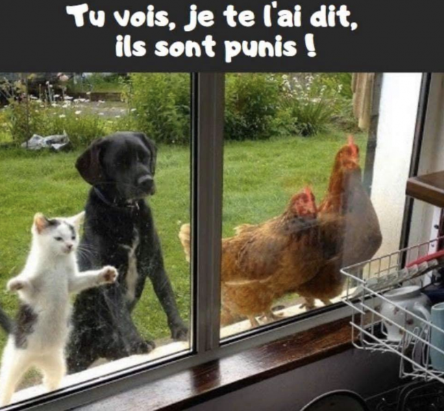 Humour Animaux Fenetre La Passion Au Bout Des Doigts Le Nouveau Blog